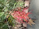 Grevillea Supurbe